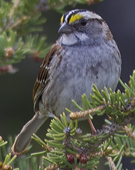 White-throated Sparrow - ML638539858