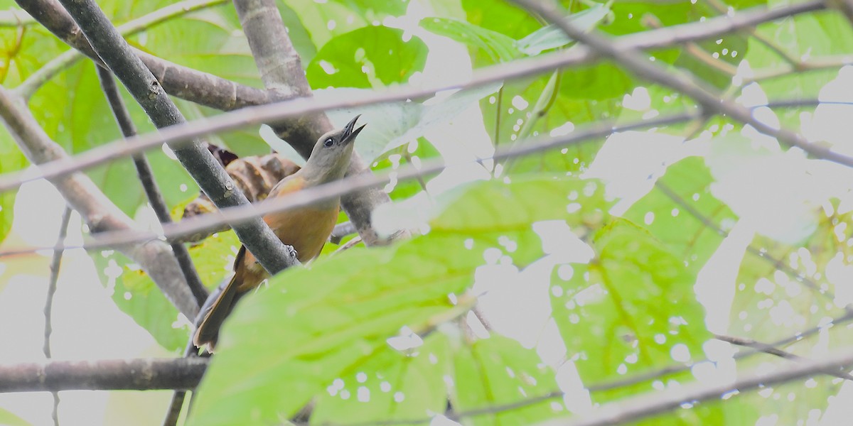Raja Ampat Pitohui - ML638539864