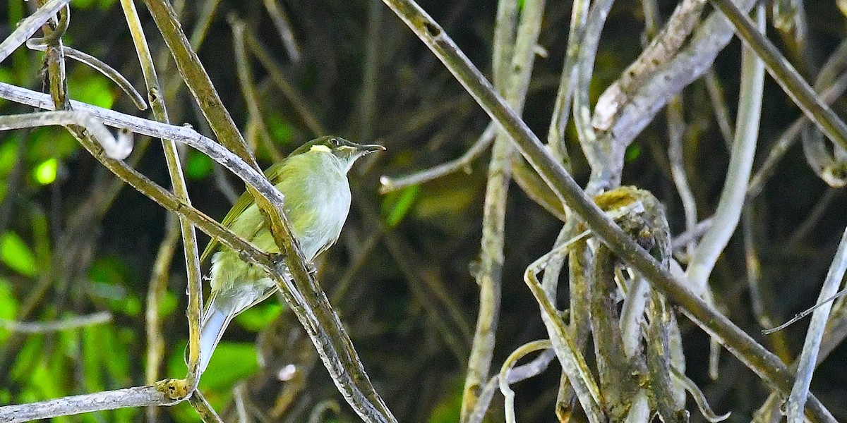 Mimic Honeyeater - ML638539916