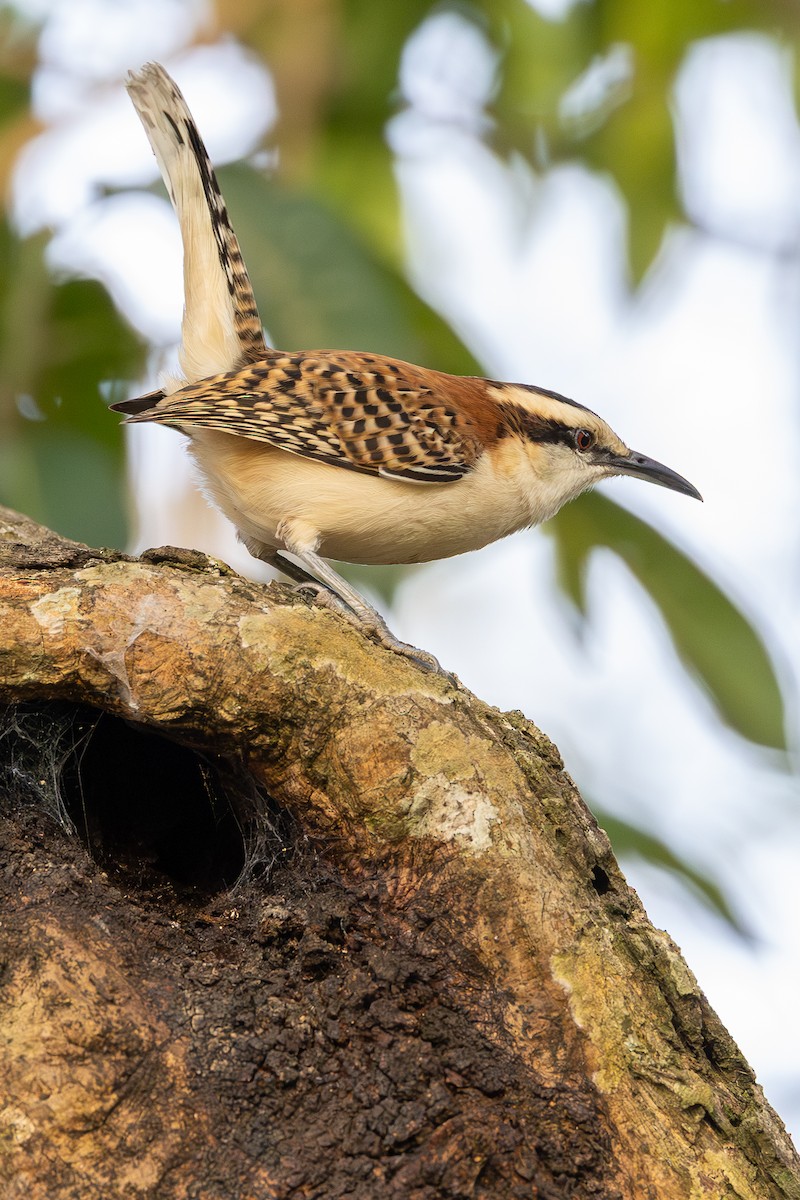 Rufous-backed Wren - ML638539924