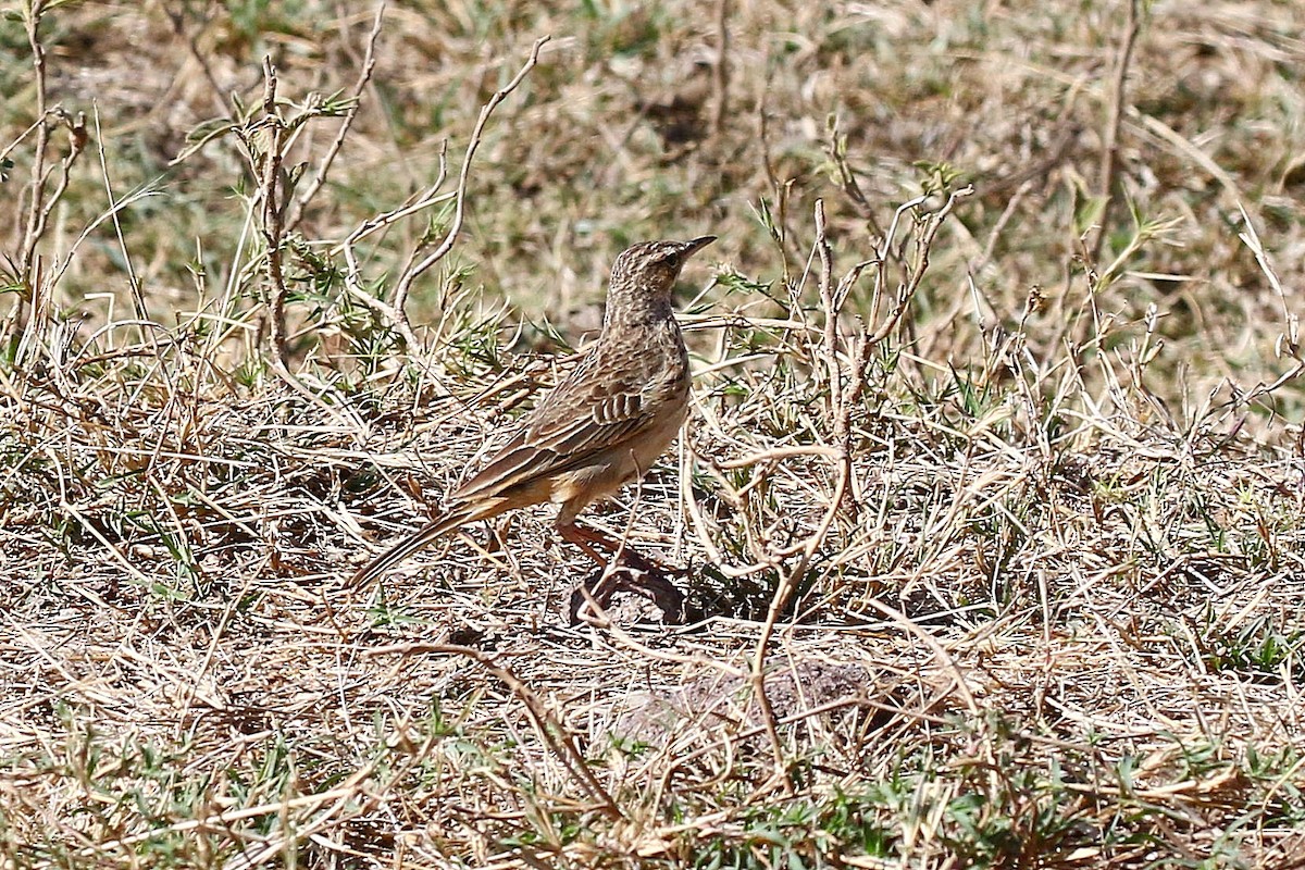 Long-billed Pipit - ML638539932