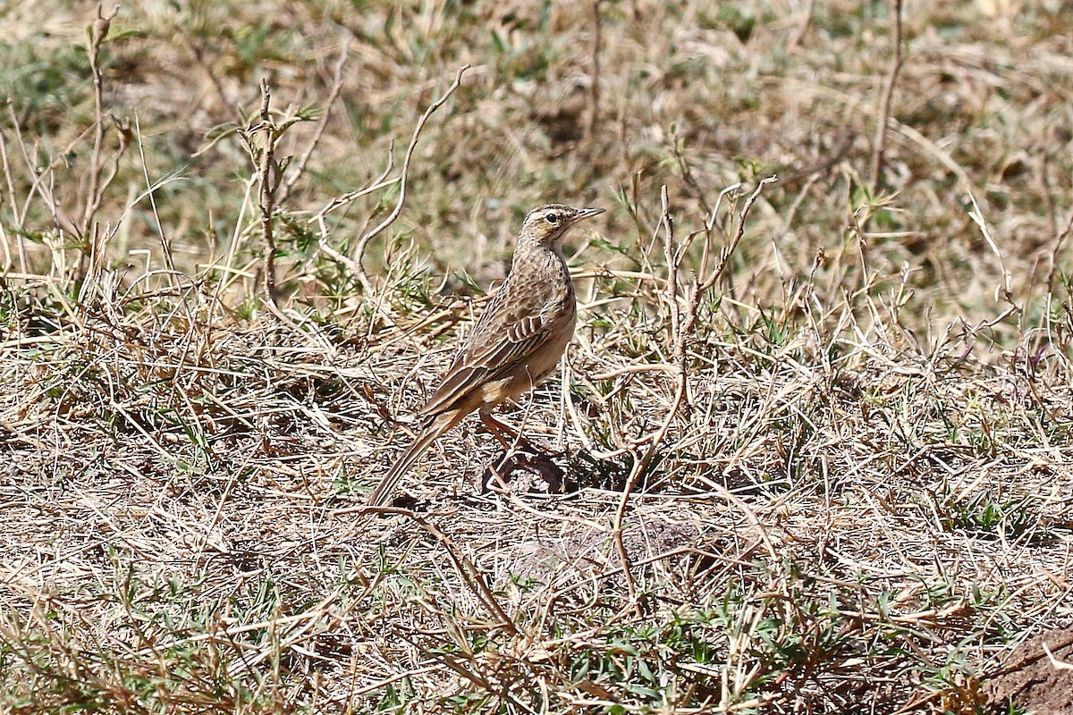 Long-billed Pipit - ML638539934