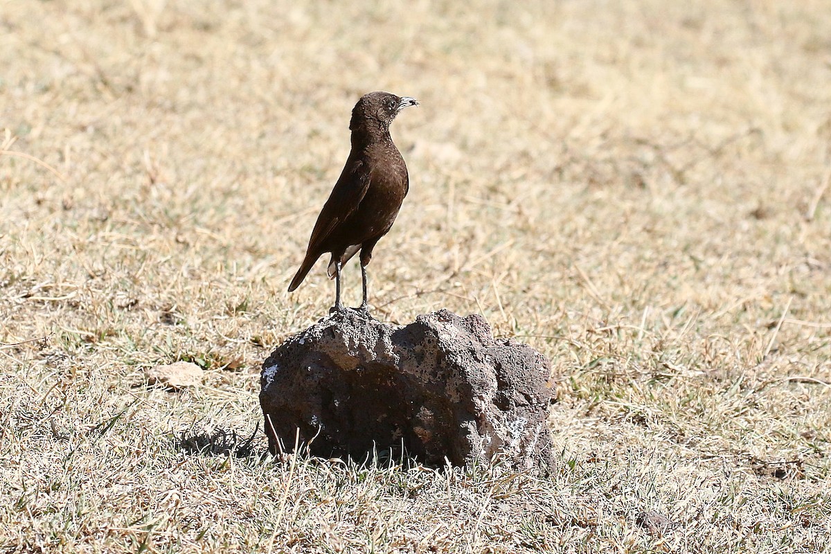 Northern Anteater-Chat - ML638539935