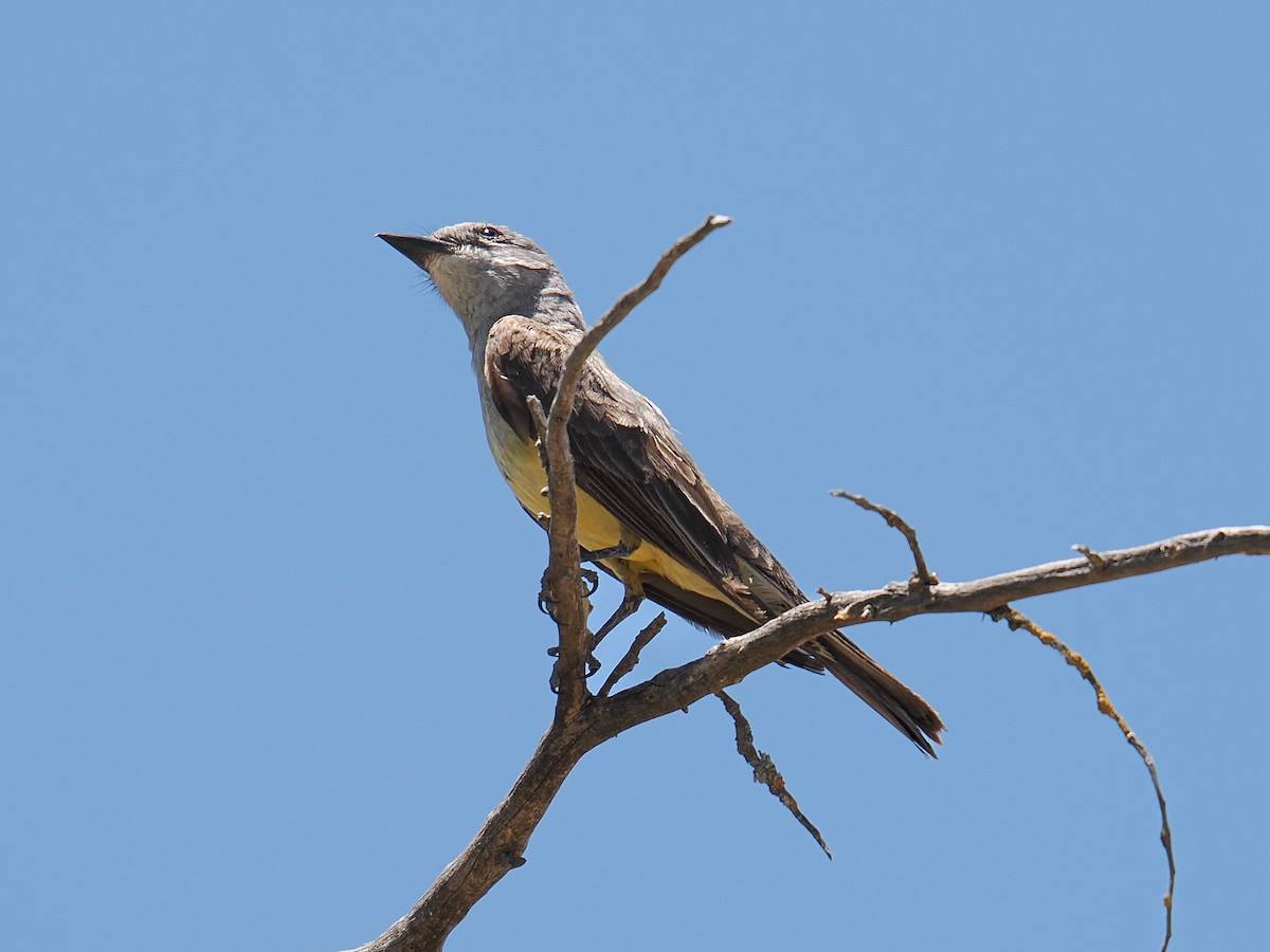 Western Kingbird - ML638539937