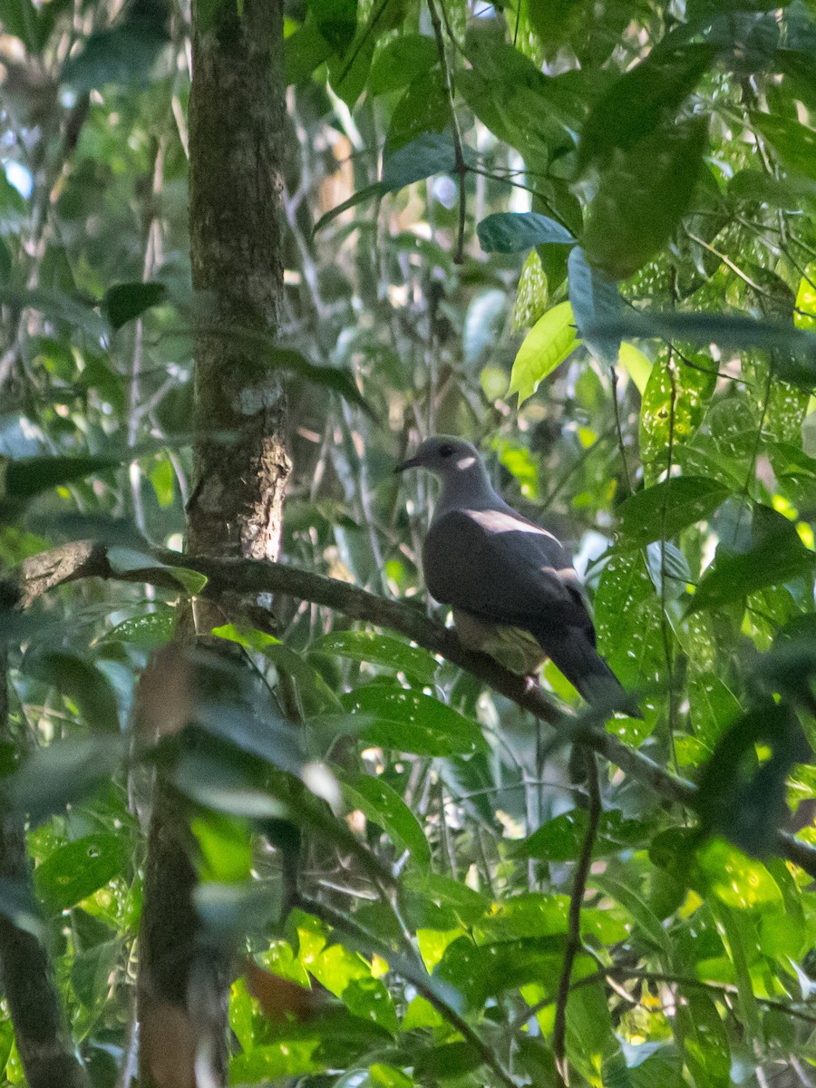 Malabar Has Güvercini - ML638539951