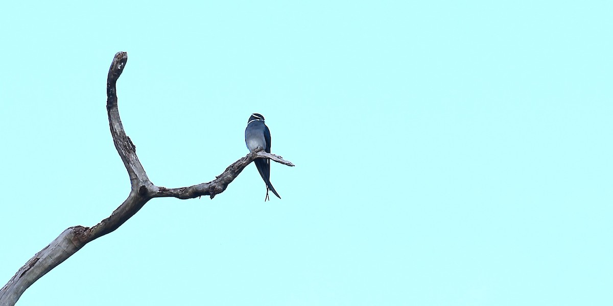 Moustached Treeswift - ML638539964