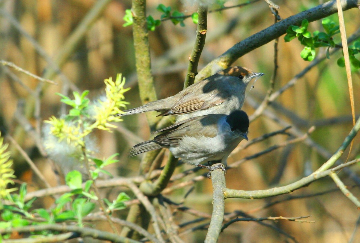 Eurasian Blackcap - ML638539966