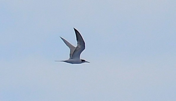 Lesser Crested Tern - ML638539994