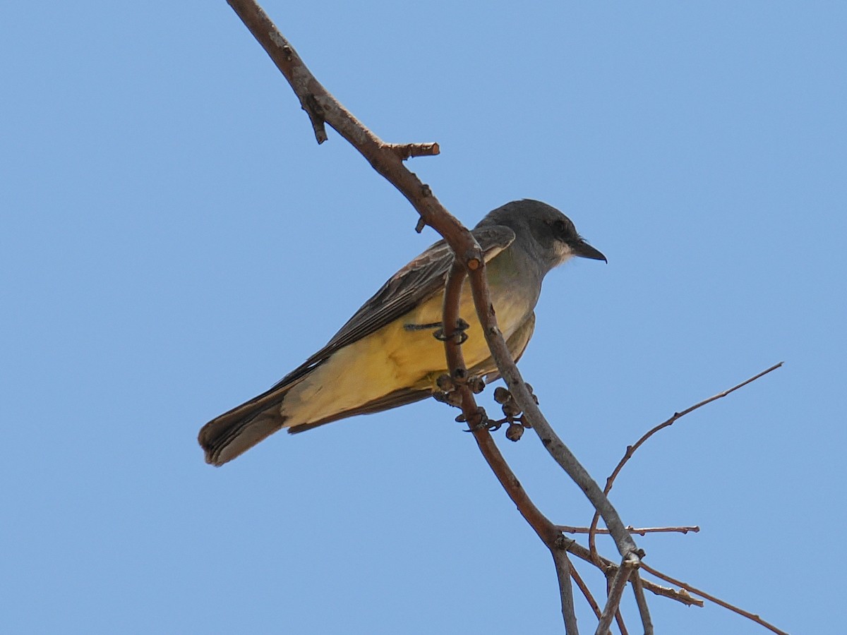 Cassin's Kingbird - ML638540003