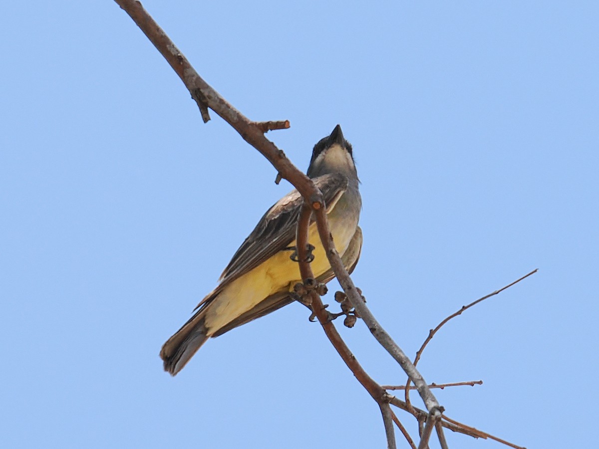 Cassin's Kingbird - ML638540004