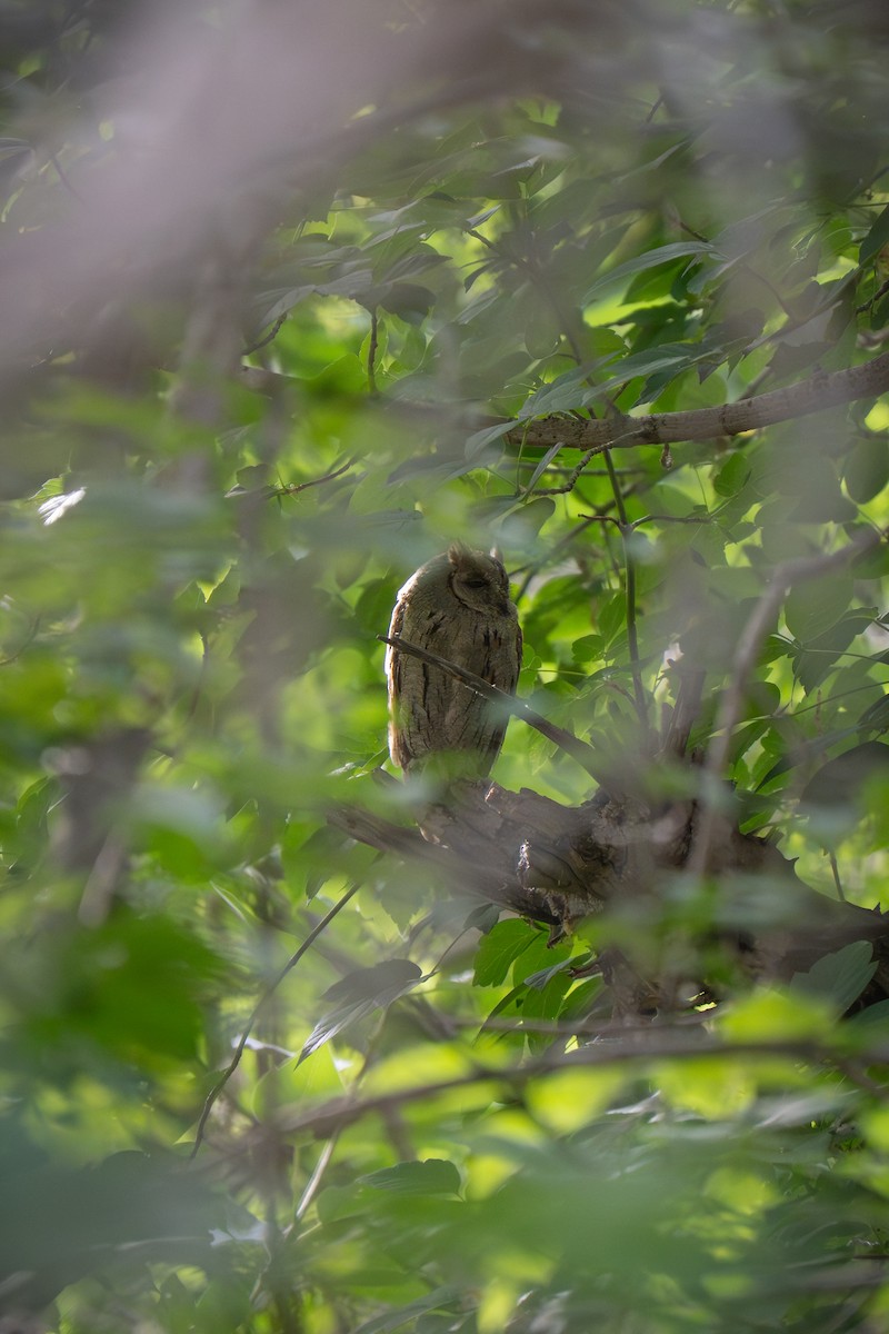 Eurasian Scops-Owl - ML638540019