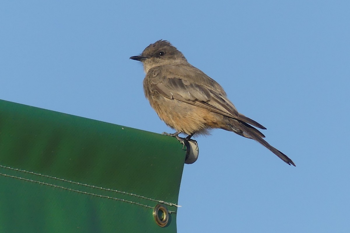 Mosquero Llanero - ML638540023