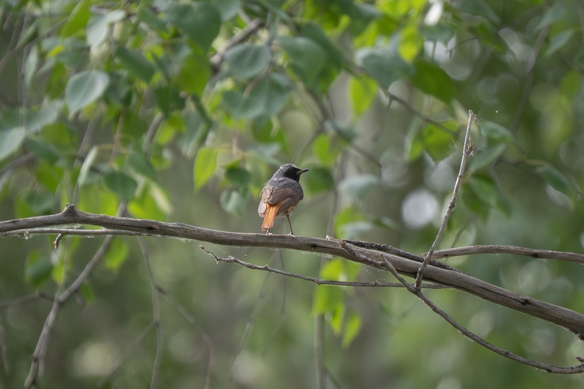Common Redstart (Common) - ML638540024
