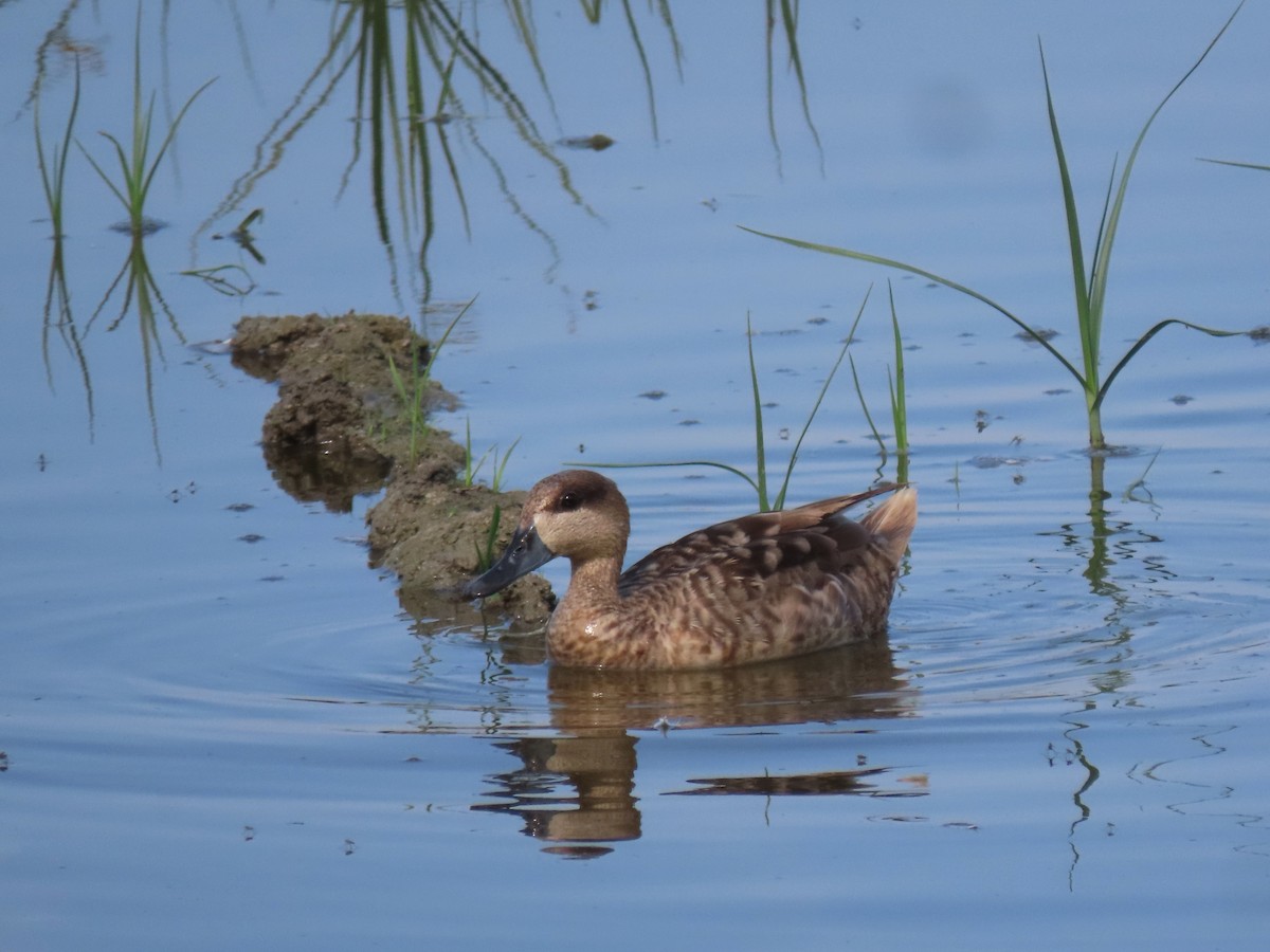 Marbled Duck - ML638540036
