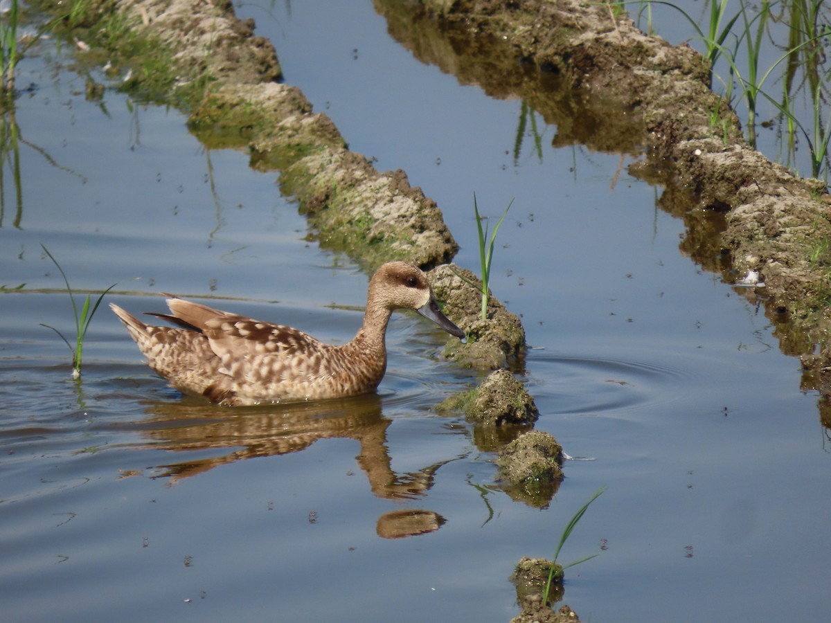 Marbled Duck - ML638540038