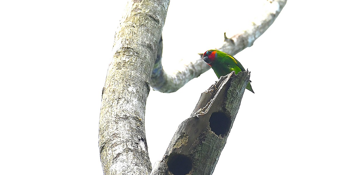Double-eyed Fig-Parrot - ML638540039