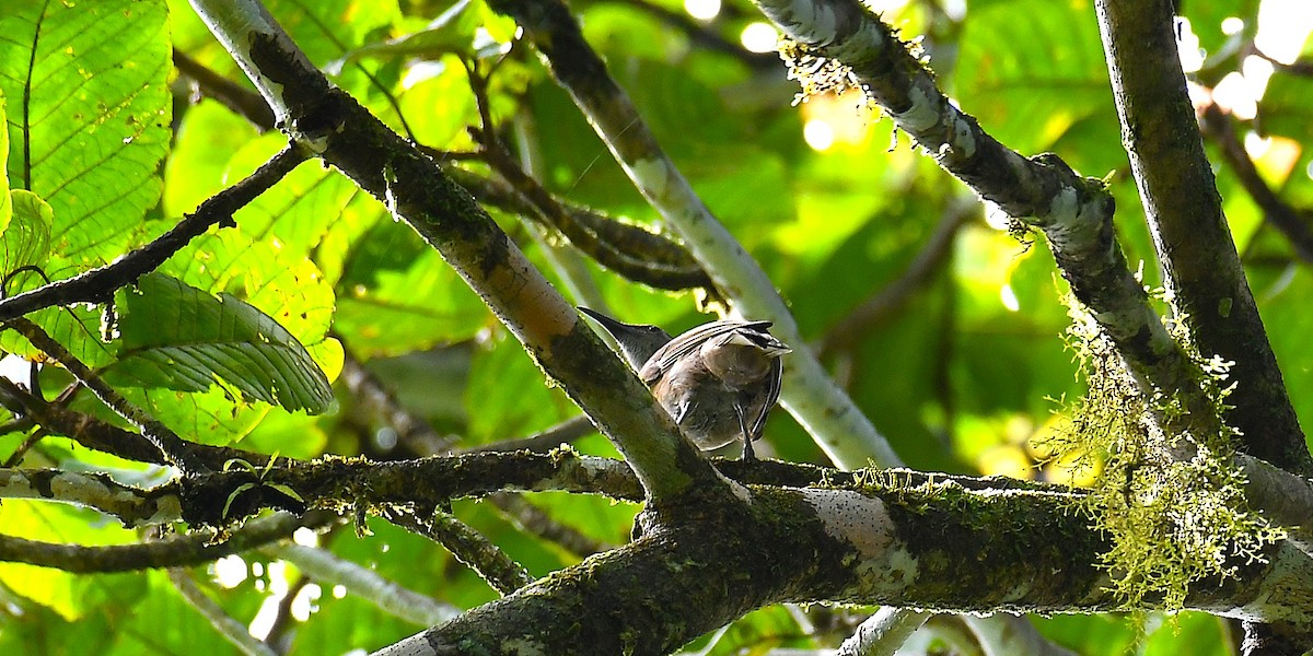 Tawny-breasted Honeyeater - ML638540048