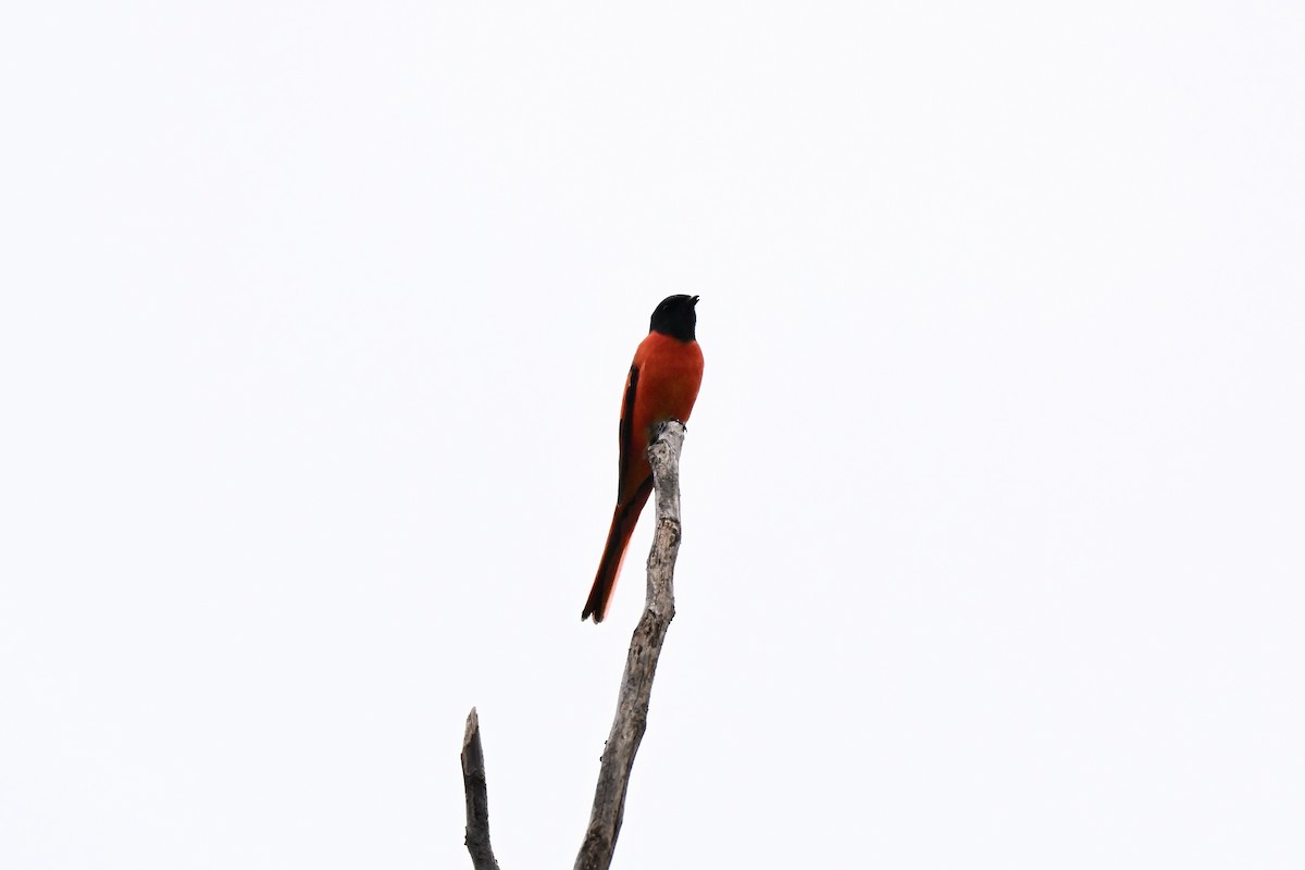 Long-tailed Minivet - ML638540052