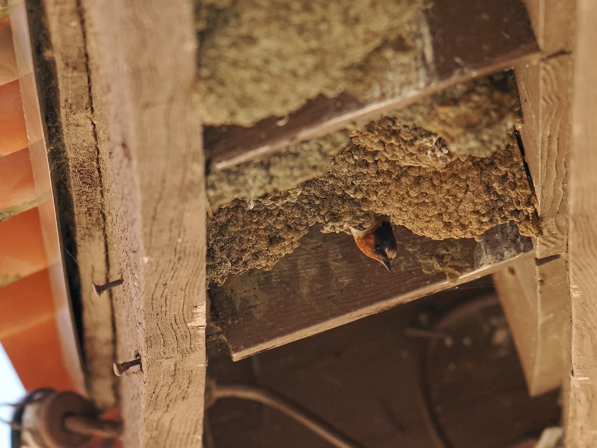 Cliff Swallow - ML638540057