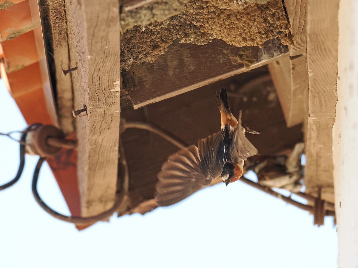 Cliff Swallow - ML638540060