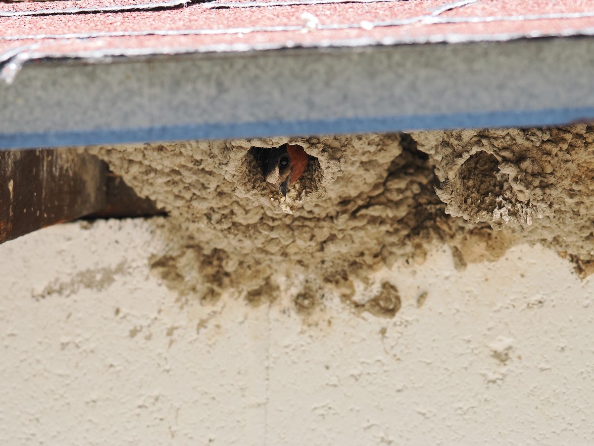Cliff Swallow - ML638540063
