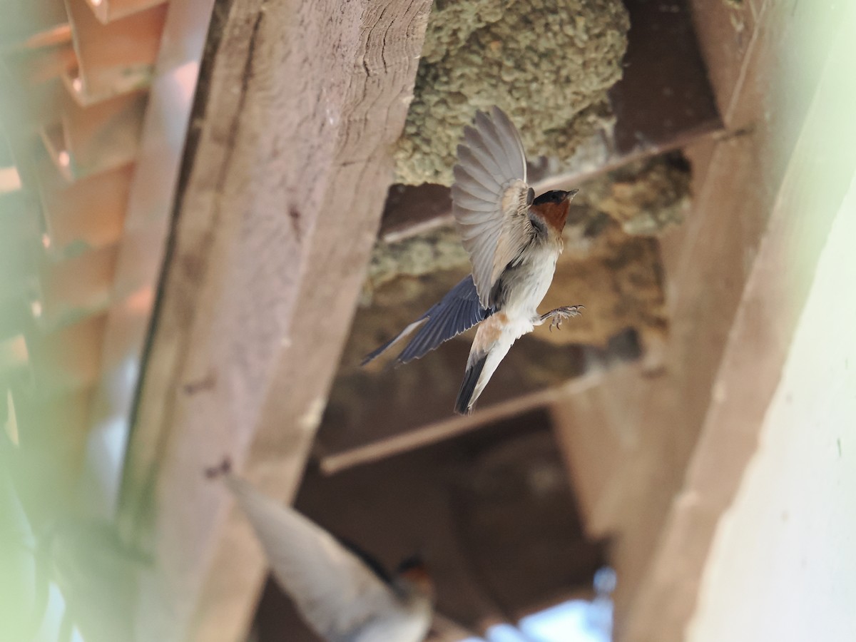 Cliff Swallow - ML638540064