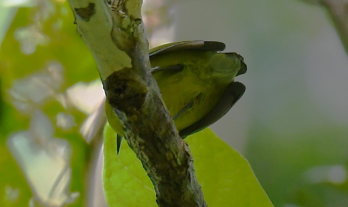 Yellow-bellied Longbill - ML638540068