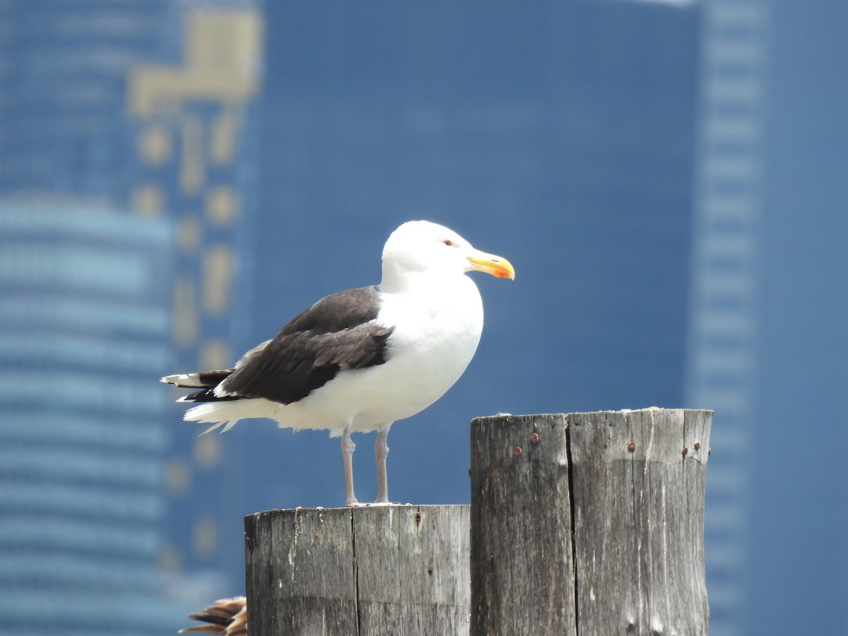 Great Black-backed Gull - ML638540071