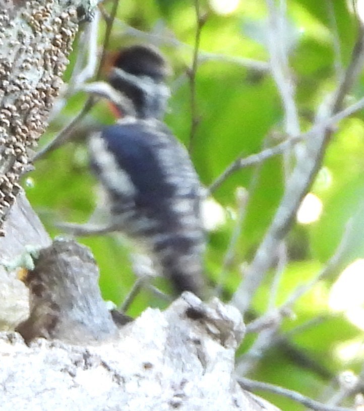 Yellow-bellied Sapsucker - ML638540083