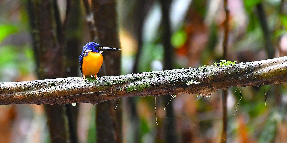 Azure Kingfisher - ML638540085