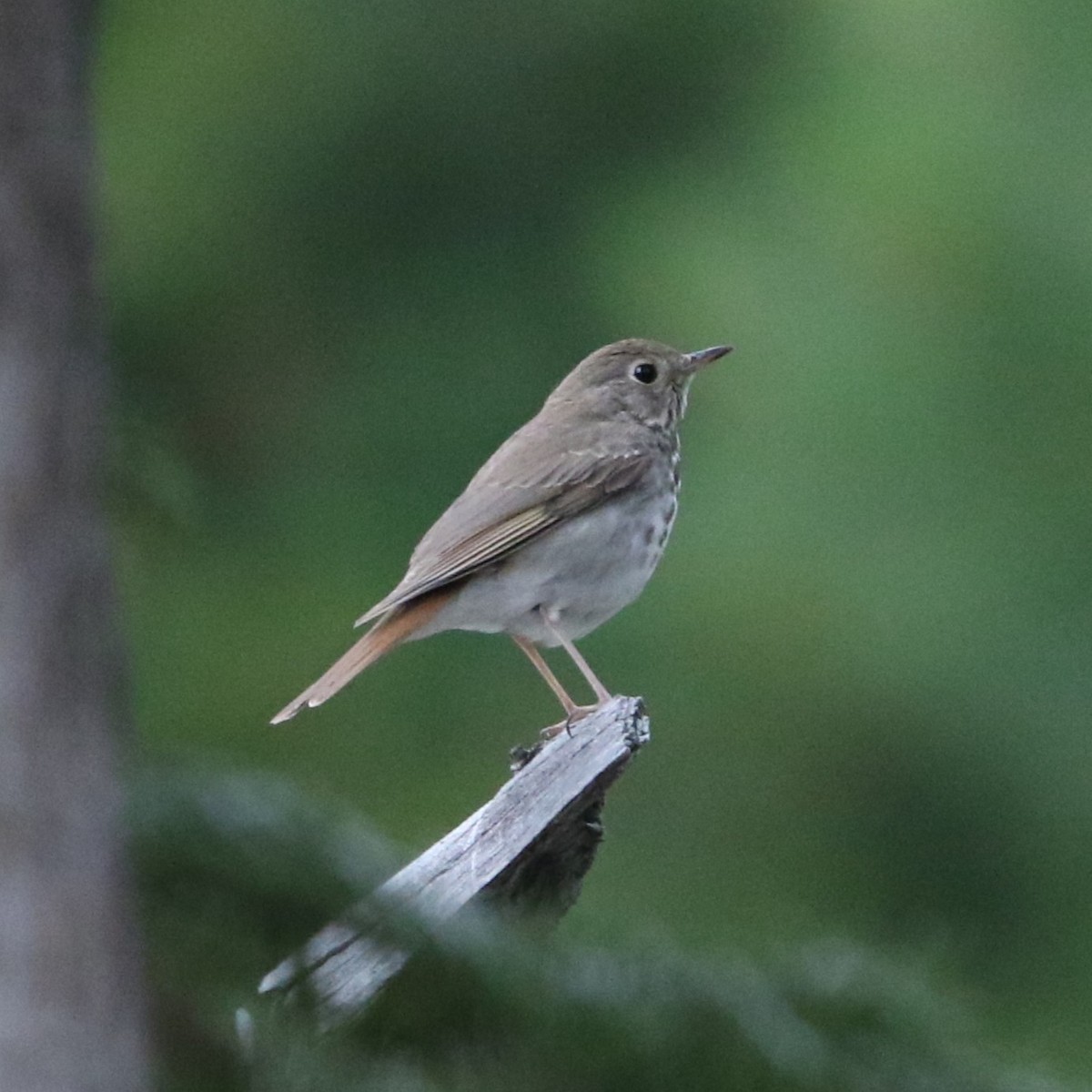 Hermit Thrush - ML638540089