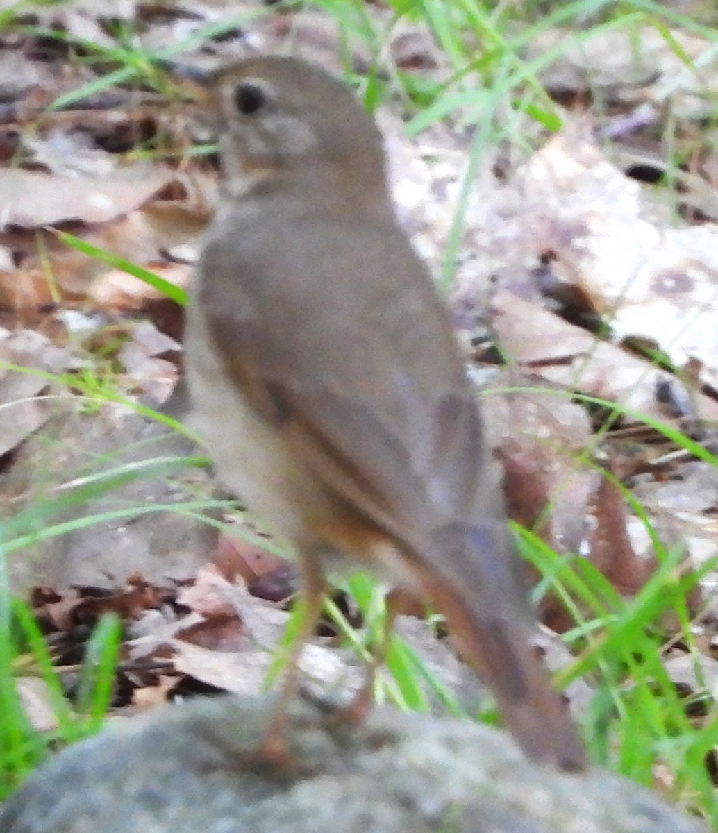 Hermit Thrush - ML638540101