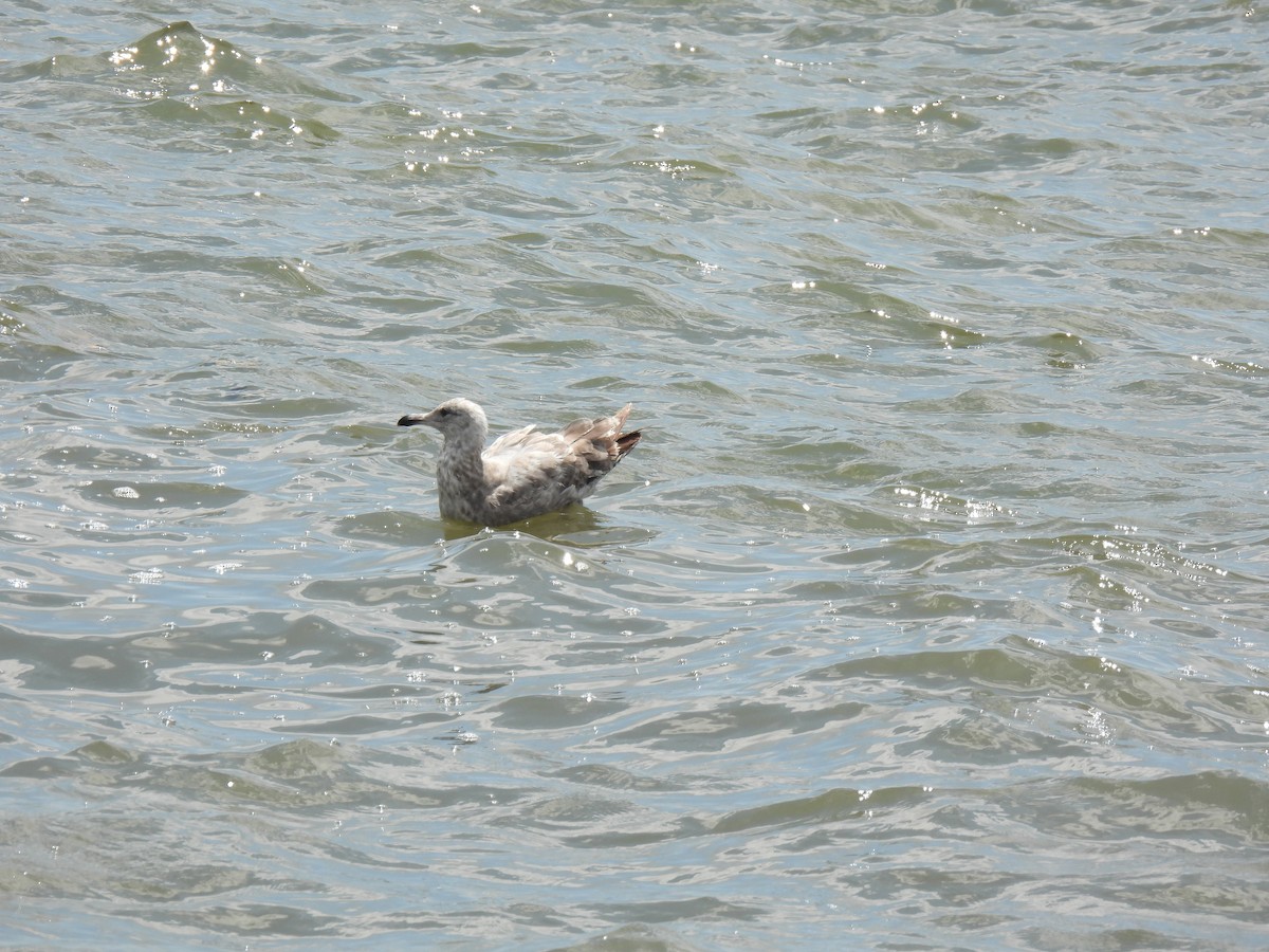 American Herring Gull - ML638540104