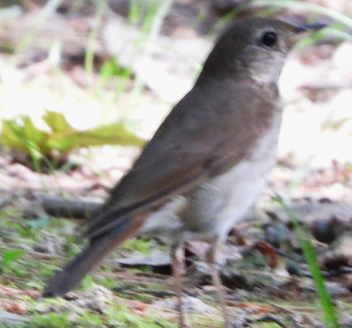 Hermit Thrush - ML638540105