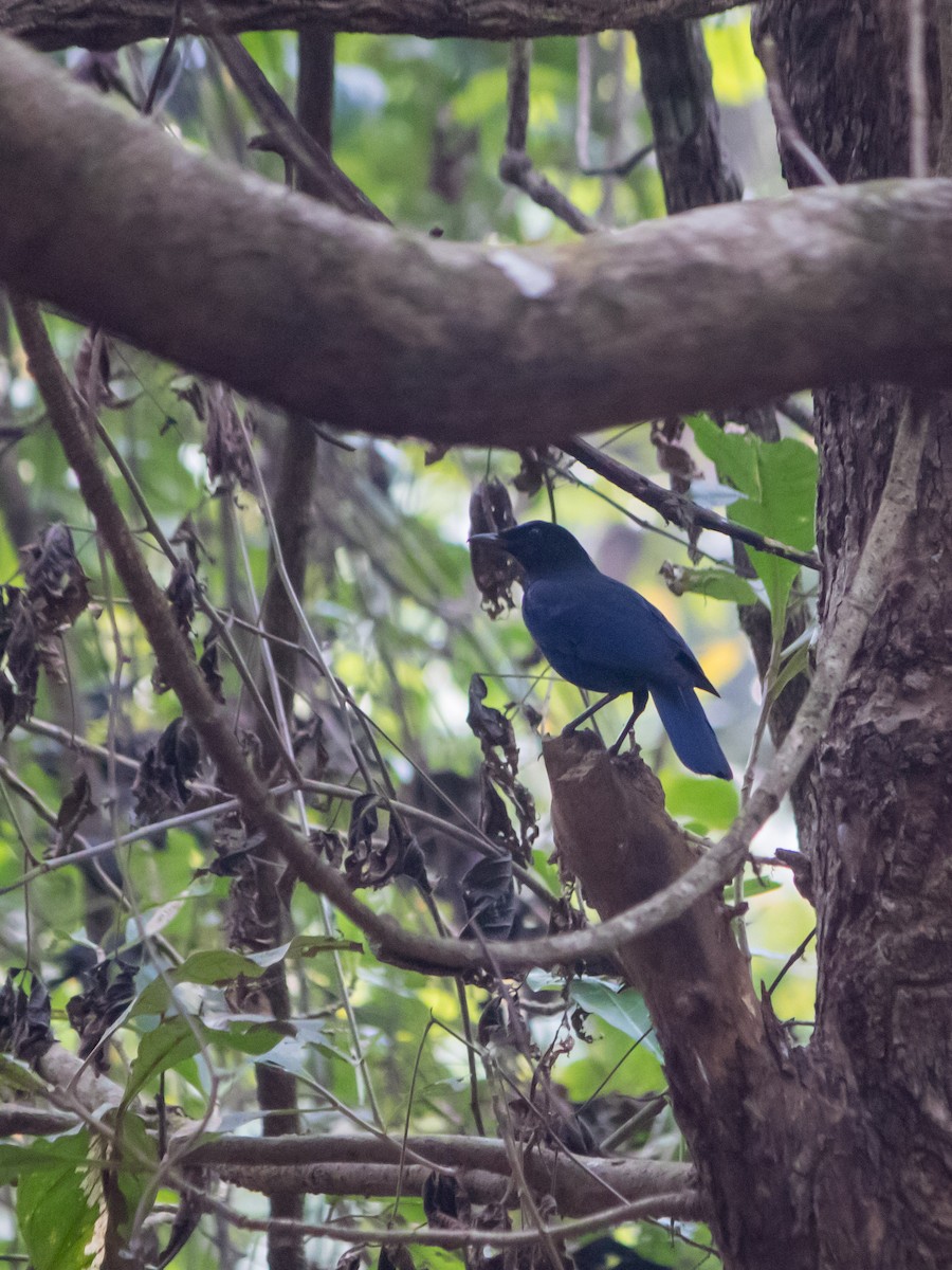 Malabar Whistling-Thrush - ML638540114