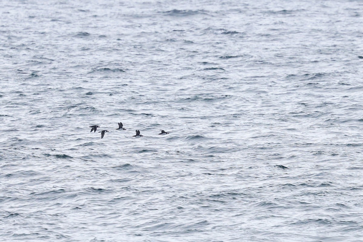 Atlantic Puffin - ML638540117