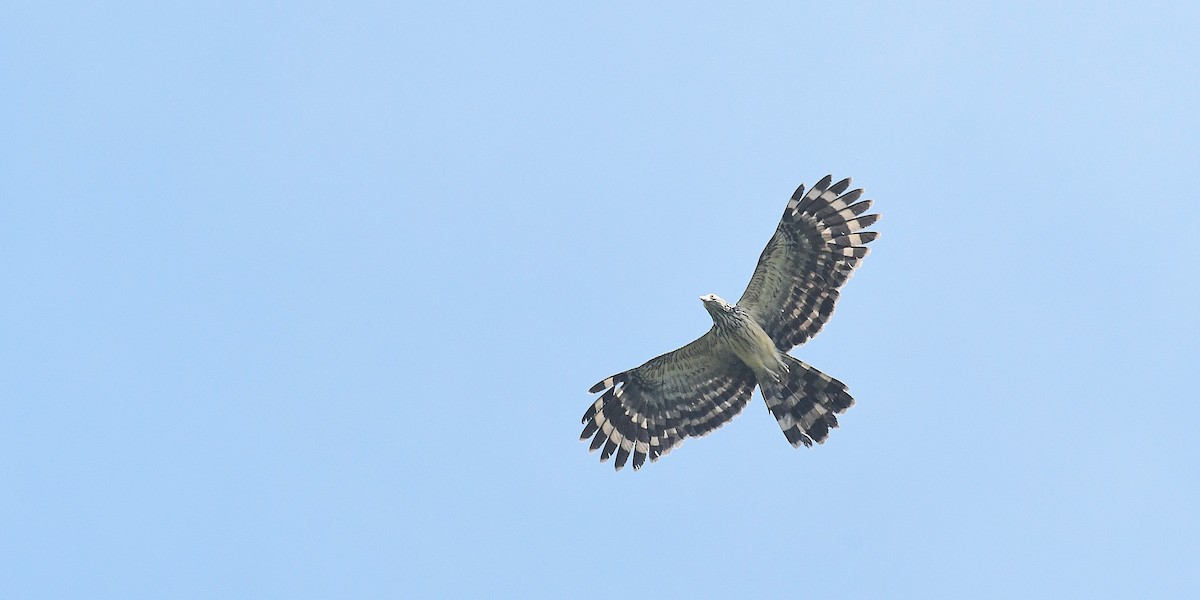 Long-tailed Honey-buzzard - ML638540119