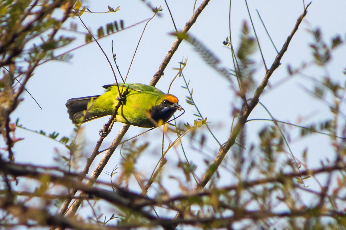 Golden-fronted Leafbird - ML638540138