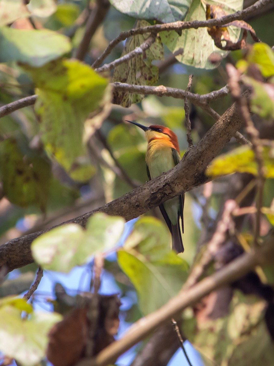 Chestnut-headed Bee-eater - ML638540153