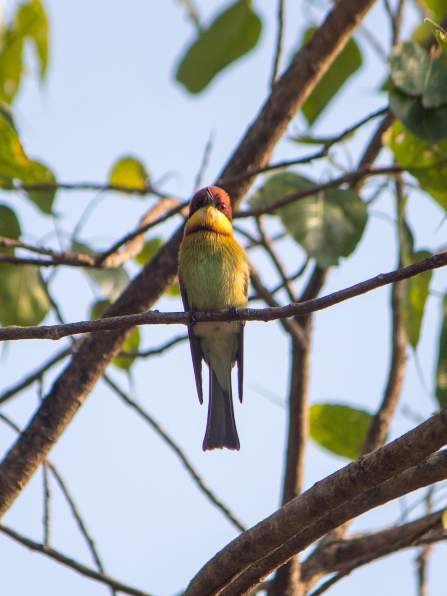 Chestnut-headed Bee-eater - ML638540154