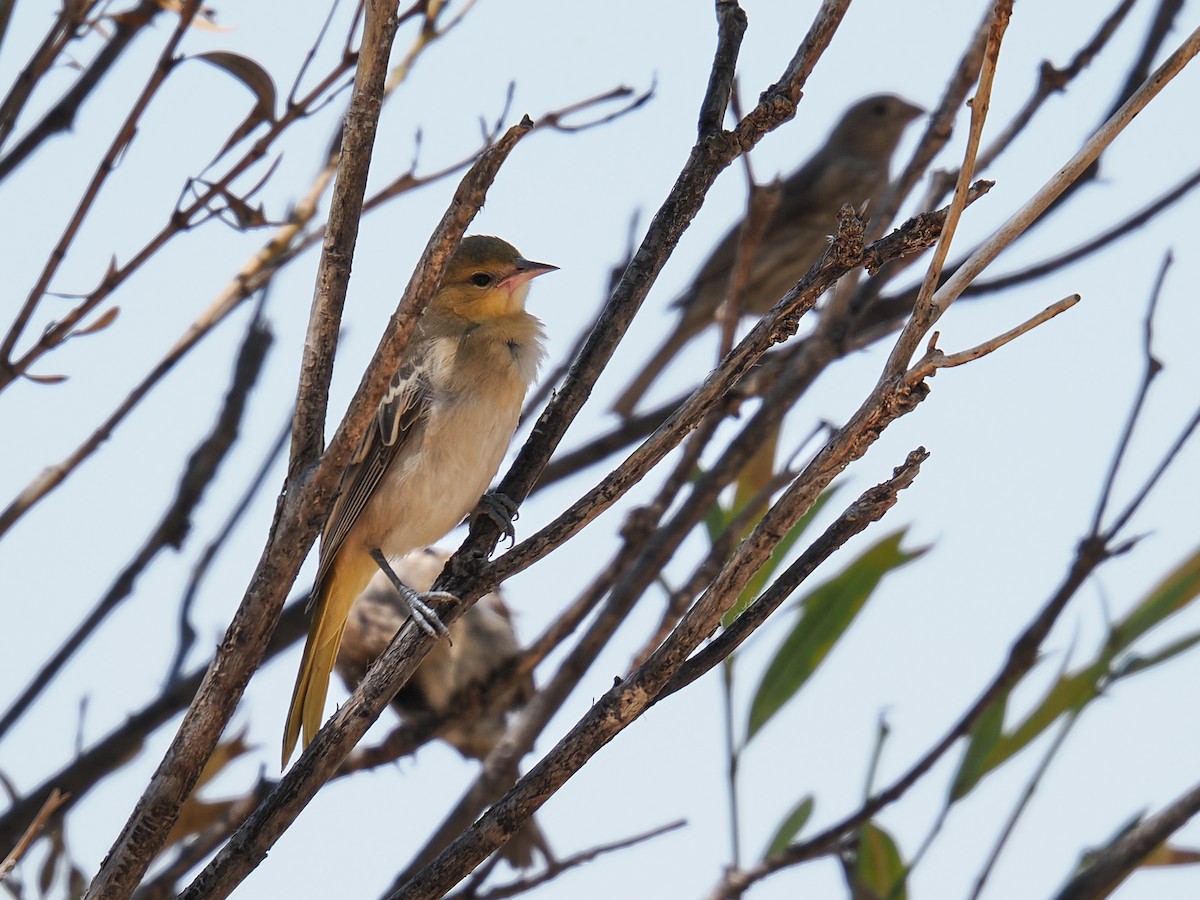 Bullock's Oriole - ML638540158