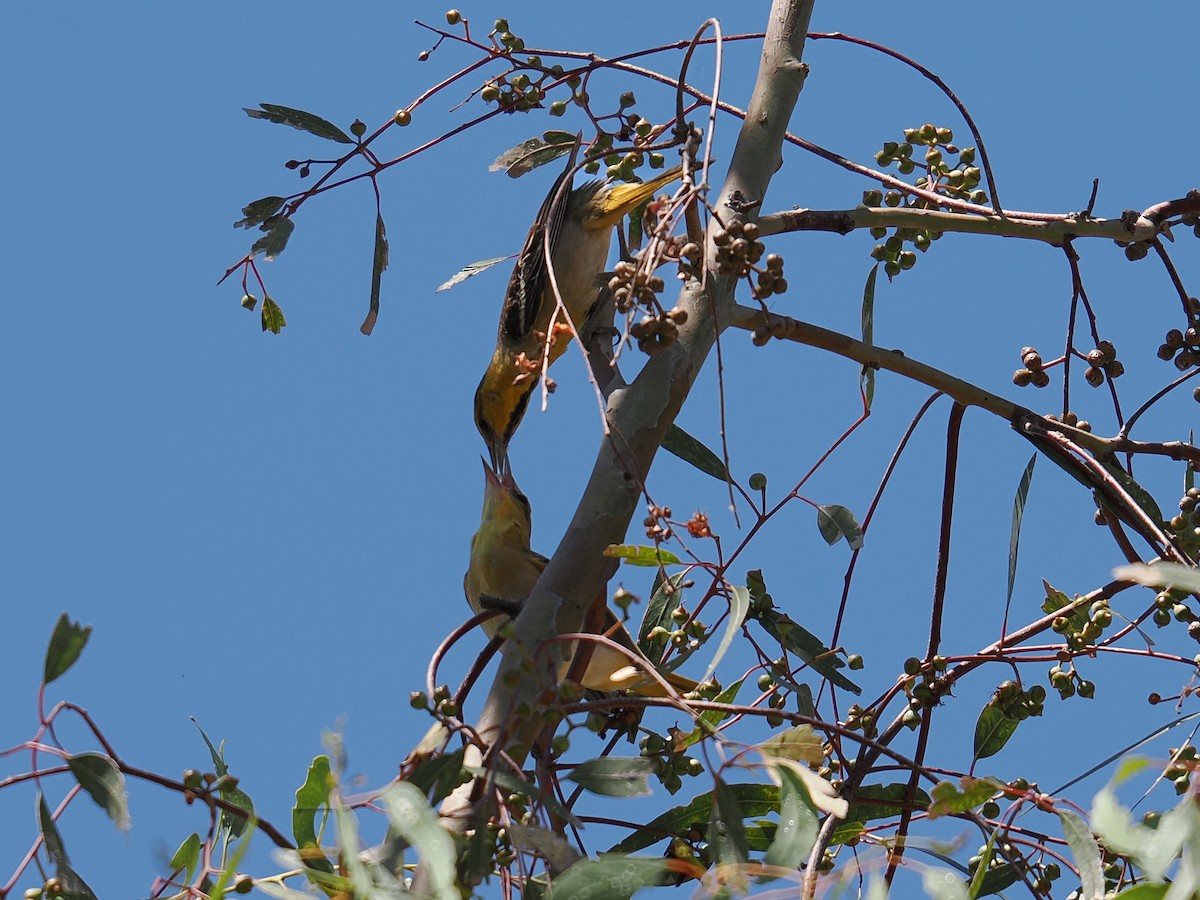 Bullock's Oriole - ML638540159