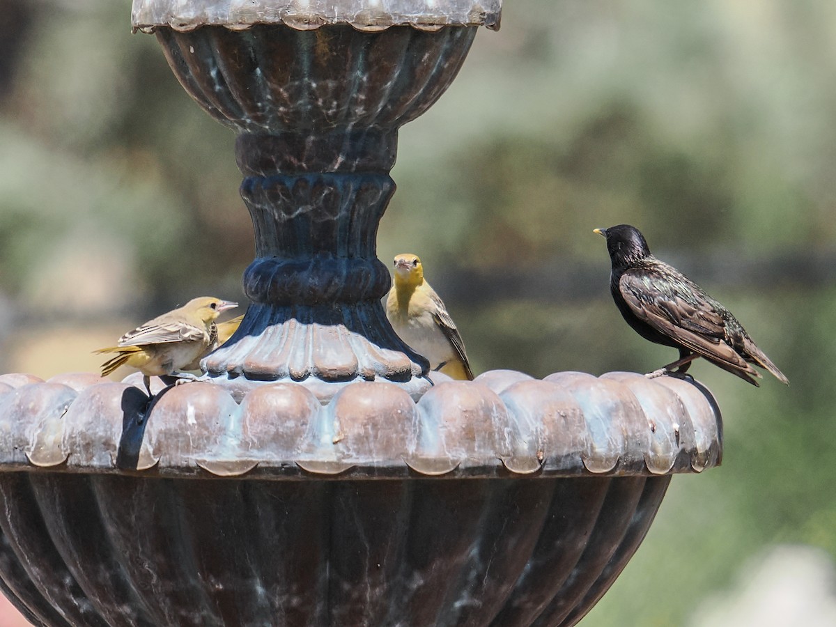 Bullock's Oriole - ML638540160