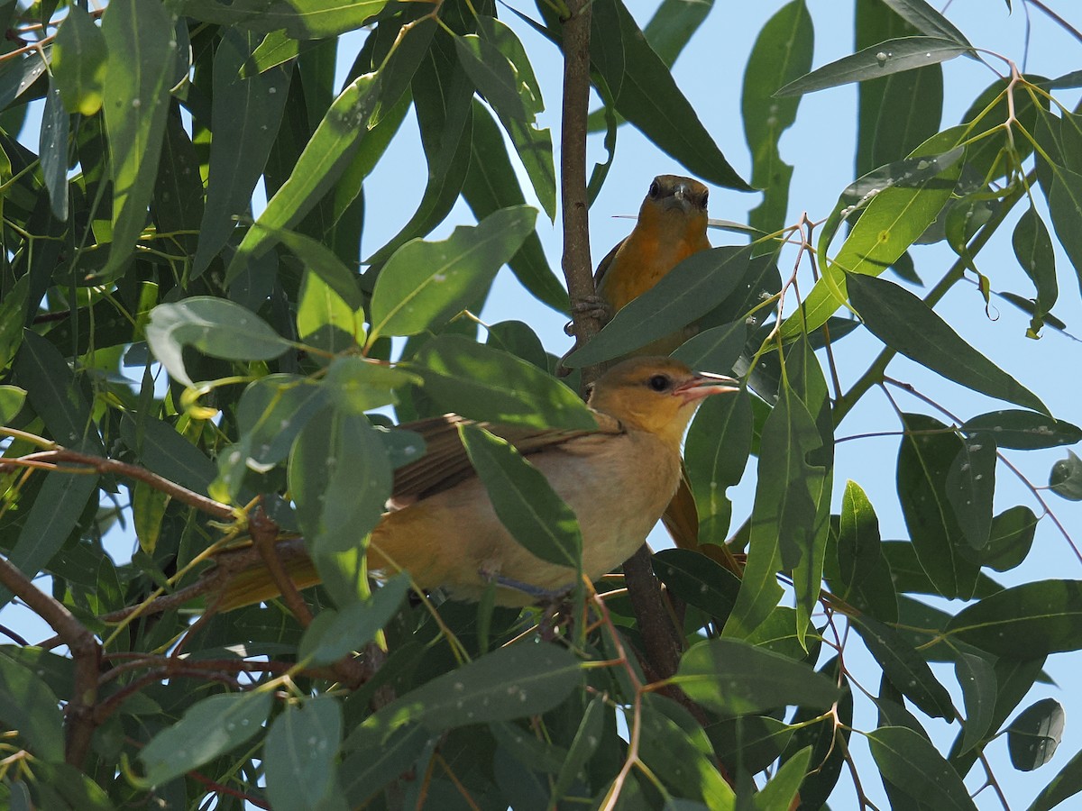 Bullock's Oriole - ML638540161
