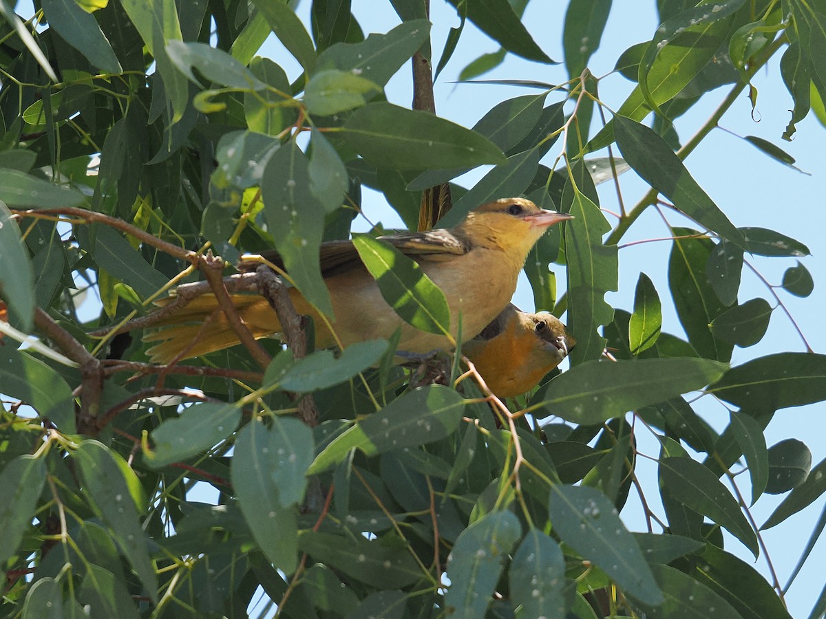 Bullock's Oriole - ML638540162
