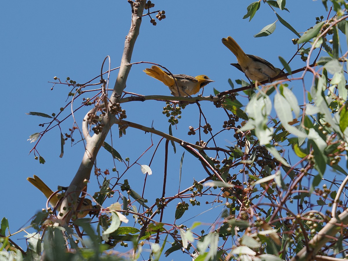 Bullock's Oriole - ML638540163