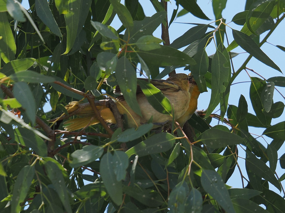 Bullock's Oriole - ML638540164