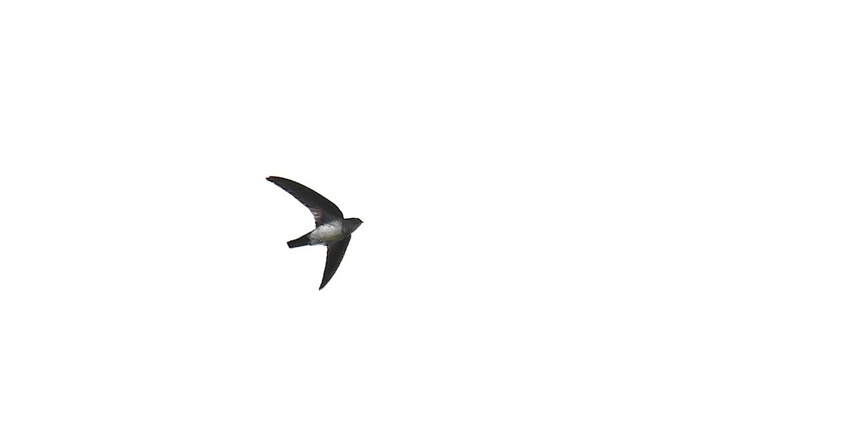 Glossy Swiftlet - ML638540178