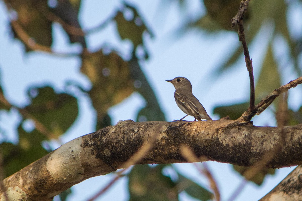 Asian Brown Flycatcher - ML638540179