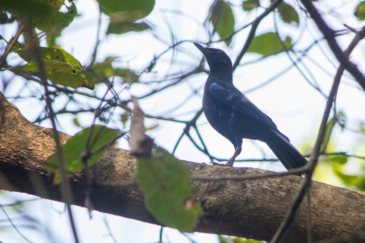 Malabar Whistling-Thrush - ML638540218